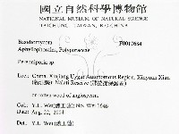 多年臥孔菌屬藏品圖，第2張