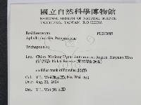 附毛菌屬藏品圖，第2張