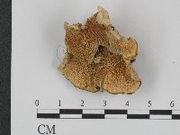 附毛菌屬藏品圖，第1張