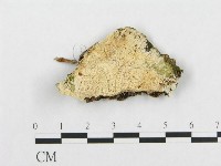 登錄號:F0017686藏品圖，第1張