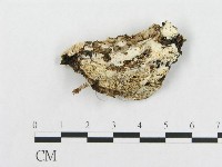 登錄號:F0017686藏品圖，第4張