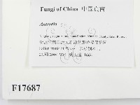 薄孔菌屬藏品圖，第2張
