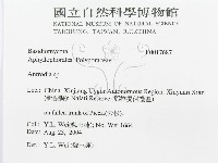 薄孔菌屬藏品圖，第3張