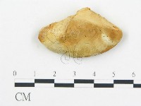 薄孔菌屬藏品圖，第4張