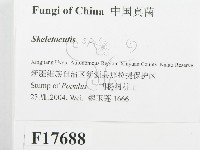 骨皮菌屬藏品圖，第2張