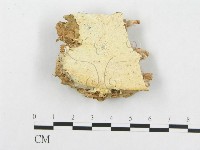 骨皮菌屬藏品圖，第1張