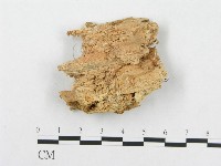 骨皮菌屬藏品圖，第4張