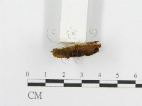 登錄號:F0017689藏品圖，第5張