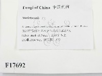 骨皮菌屬藏品圖，第2張