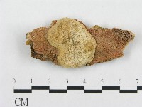 骨皮菌屬藏品圖，第1張