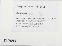 骨皮菌屬藏品圖，第2張