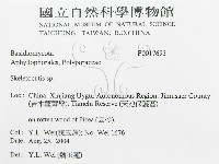 骨皮菌屬藏品圖，第3張