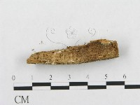 骨皮菌屬藏品圖，第4張