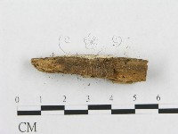 骨皮菌屬藏品圖，第6張