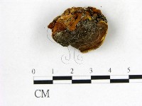 登錄號:F0017694藏品圖，第4張