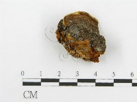 登錄號:F0017694藏品圖，第5張