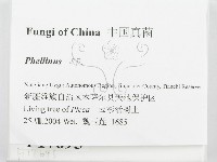 木層孔菌屬藏品圖，第2張