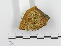 木層孔菌屬藏品圖，第4張