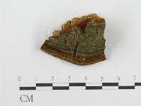 木層孔菌屬藏品圖，第6張