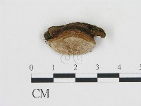 登錄號:F0017697藏品圖，第1張
