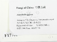 登錄號:F0017701藏品圖，第2張