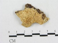 登錄號:F0017702藏品圖，第1張