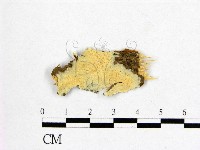 登錄號:F0017703藏品圖，第1張