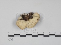 雲芝藏品圖，第3張