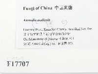 登錄號:F0017707藏品圖，第2張