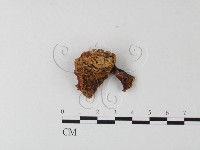 紅菇屬藏品圖，第3張