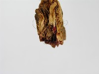 紅菇屬藏品圖，第4張