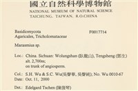 小皮傘屬藏品圖，第2張