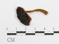 登錄號:F0017715藏品圖，第1張