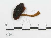 登錄號:F0017715藏品圖，第3張