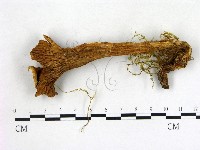 登錄號:F0017716藏品圖，第1張