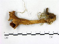登錄號:F0017716藏品圖，第3張