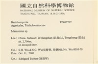 小皮傘屬藏品圖，第2張