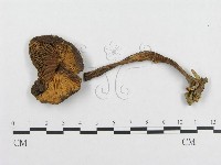 登錄號:F0017718藏品圖，第1張