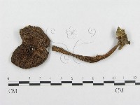 登錄號:F0017718藏品圖，第3張