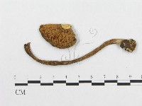 登錄號:F0017719藏品圖，第1張