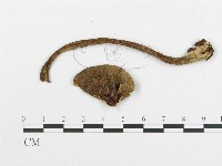 登錄號:F0017719藏品圖，第3張