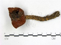 登錄號:F0017721藏品圖，第1張