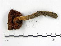 登錄號:F0017721藏品圖，第3張