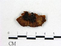 登錄號:F0017723藏品圖，第1張