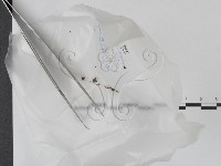 登錄號:F0017729藏品圖，第1張