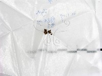 登錄號:F0017744藏品圖，第1張