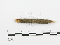 登錄號:F0017751藏品圖，第5張