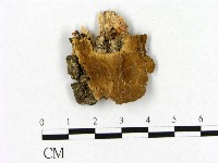 登錄號:F0017774藏品圖，第3張