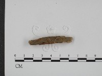 登錄號:F0017781藏品圖，第1張
