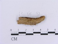 登錄號:F0017782藏品圖，第1張